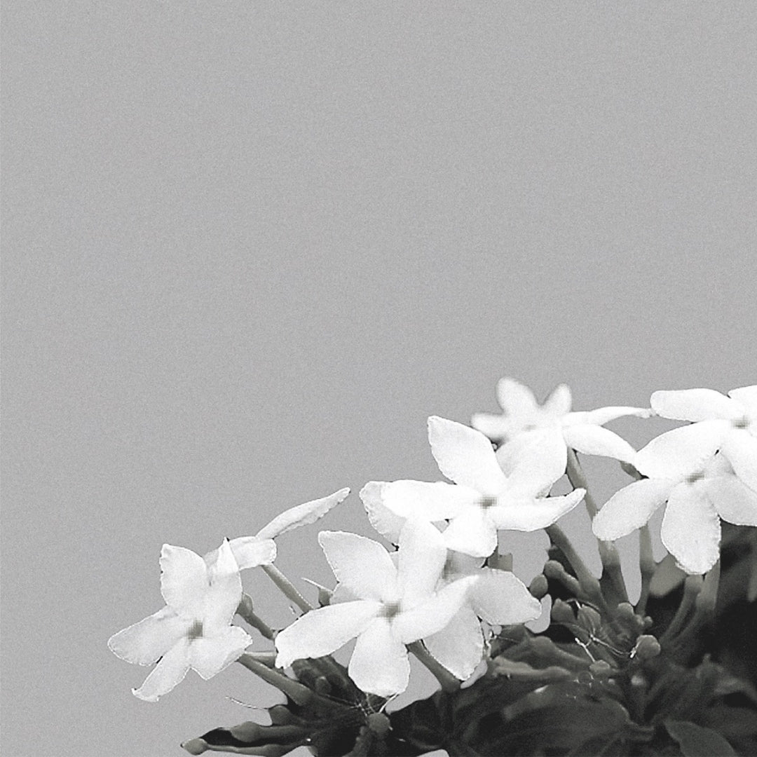 Jasmine Tea